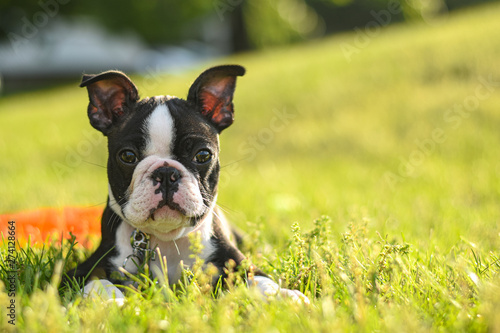 Boston Terrier Puppy