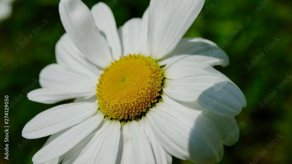 Margaritenblüte, Nahaufnahme