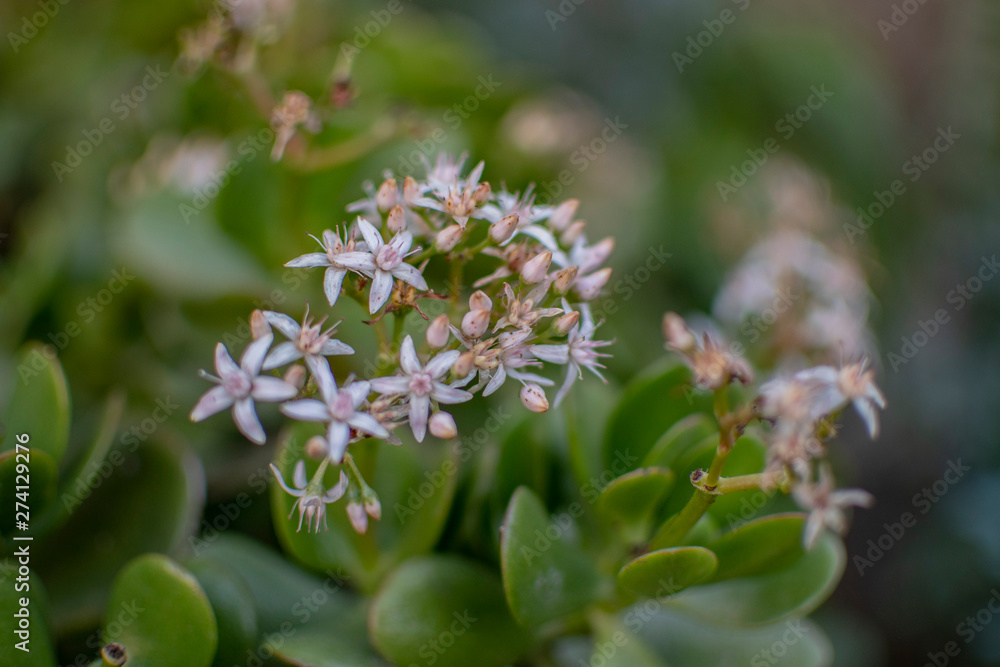 Flores Flores