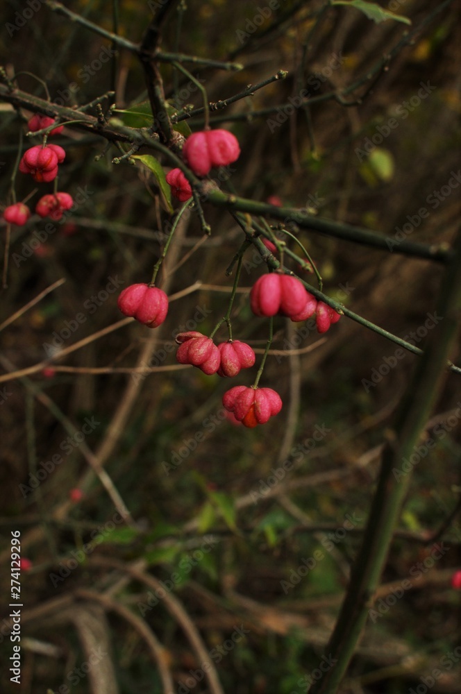 Fototapeta premium Beeren