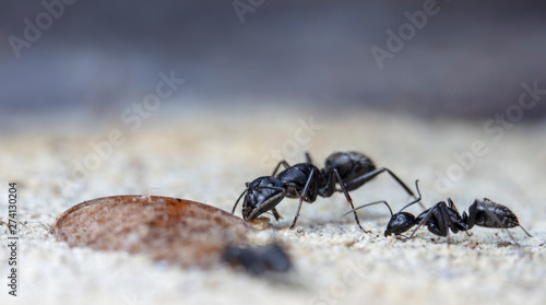 big forest ants in a native habitat © vadim_fl