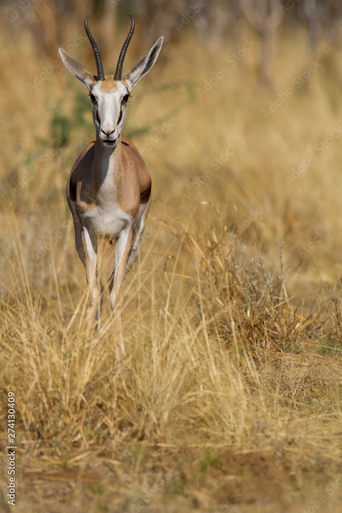 Impala (Aepyceros melampus) Impala (Aepyceros melampus)