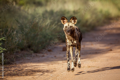 African wild dog in Kruger National park, South Africa ; Specie Lycaon pictus family of Canidae