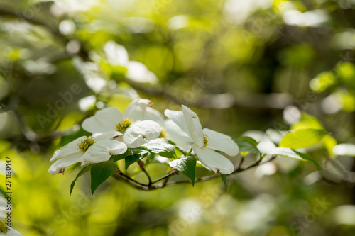 Dogwood flowers in the Ozarks photo