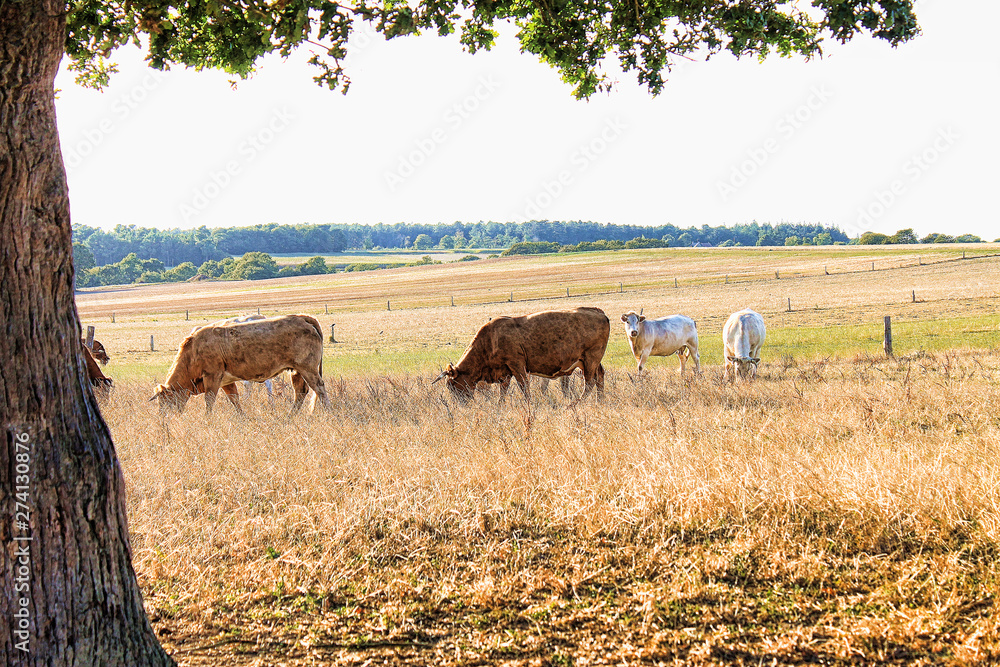 Obraz premium vaches