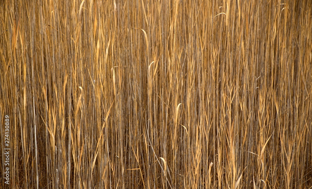 Reeds in Autumn Reeds in Autumn