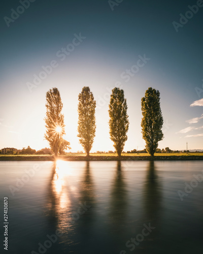 Obraz na plátně Four poplars and a canal in coutryside with sun