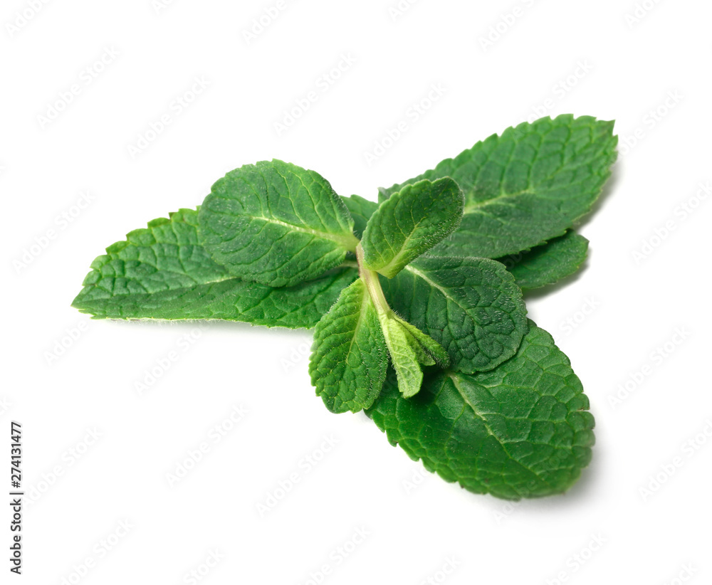 Twig of fresh mint isolated on white Twig of fresh mint isolated on white