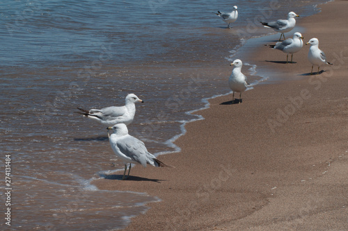 Sea Gulls on the Beach