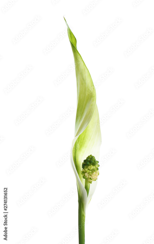 Beautiful peace lily plant on white background Beautiful peace lily plant on white background