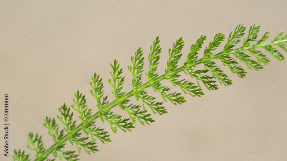 Obraz premium close-up of green fern leaf on a Sunny day