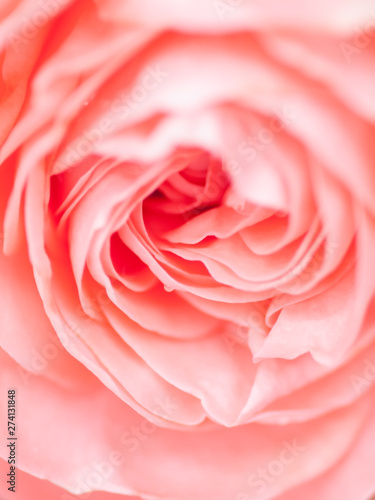 macro shot of beautiful pink rose flower. Floral background with soft selective focus, shallow depth of field.