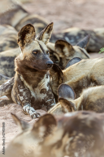African wild dog in Kruger National park, South Africa ; Specie Lycaon pictus family of Canidae