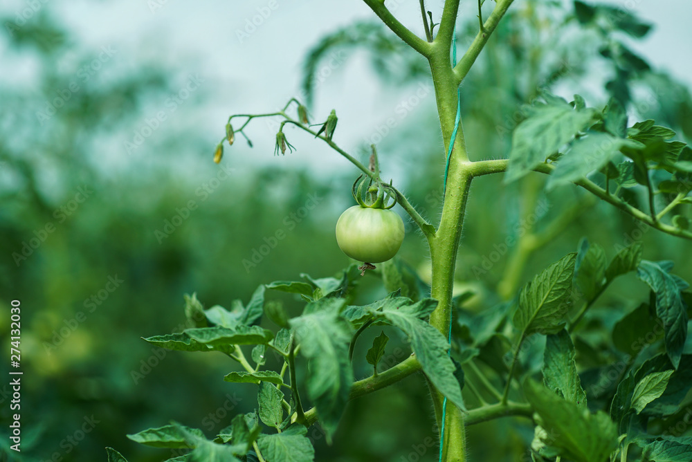 Fototapeta premium Red and green tomatoes on the greenhouse farm