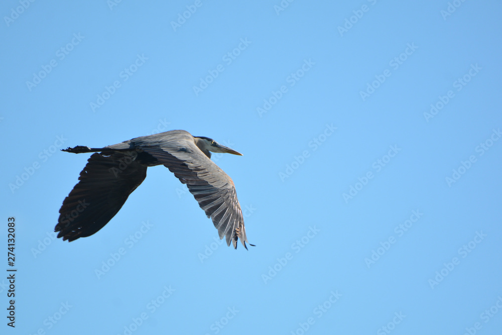 Obraz premium Great Blue Heron