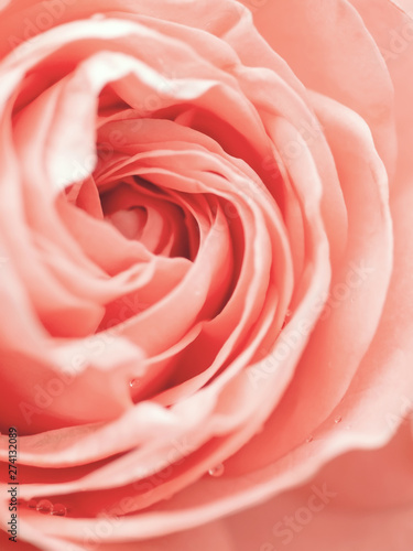 Abstract macro shot of beautiful pink rose flower.  Floral background with soft selective focus, shallow depth of field.