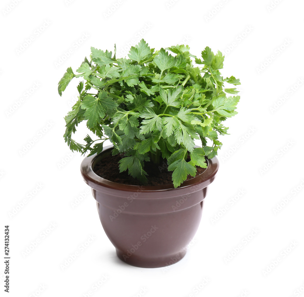Fresh green organic parsley in pot on white background Fresh green organic parsley in pot on white background