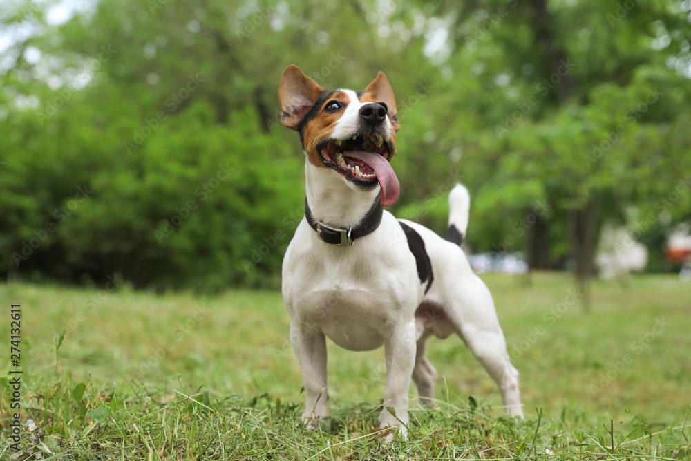 Adorable Jack Russell Terrier dog playing in park