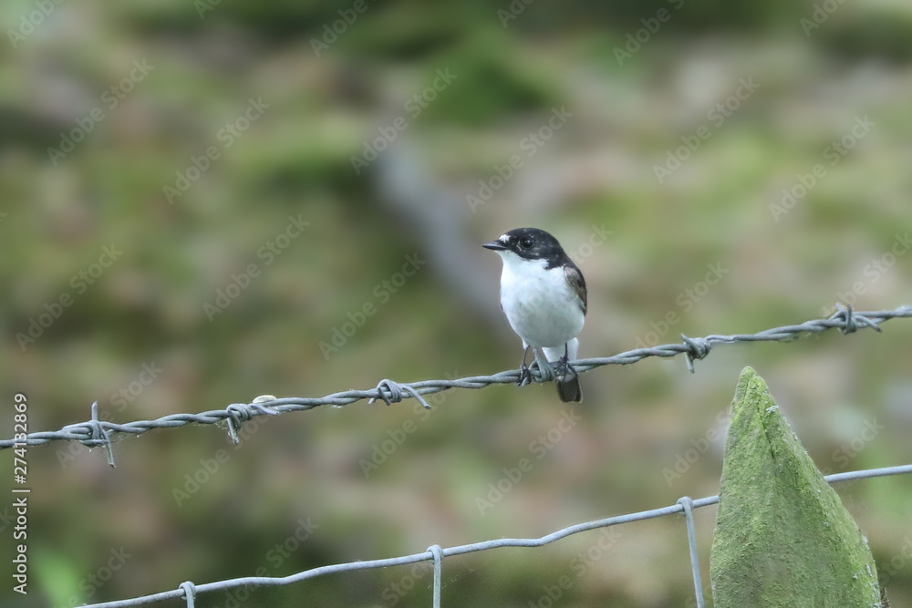 Fototapeta premium Male Pied Flycatcher