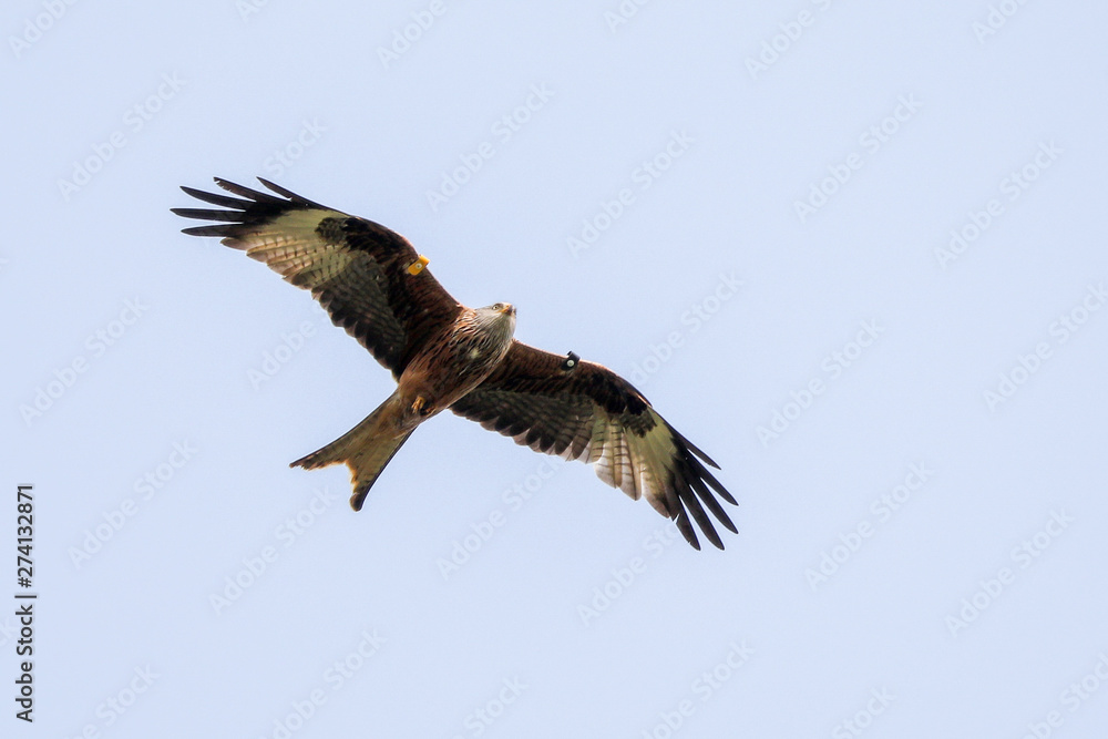 Fototapeta premium Red Kite