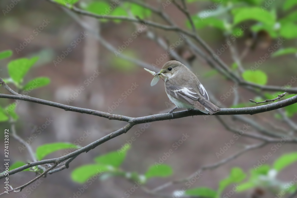 Pied Flycatcher Pied Flycatcher