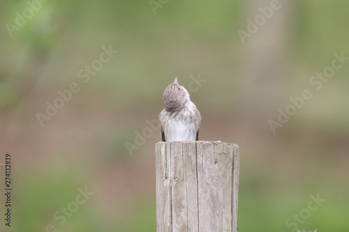 Spotted Flycatcher photo