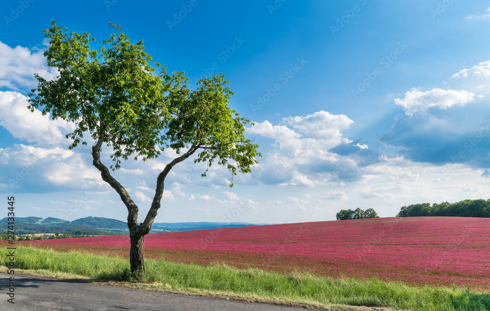 Flowering crimson clover field. Alone cherry tree. Trifolium incarnatum. Prunus avium. Romantic spring landscape. Beautiful red trefoil in scenic nature. Forest and mountain on horizon, blue sky. Eco.