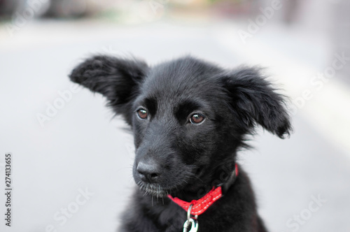 фотографія Cute clack mix breed dog puppy