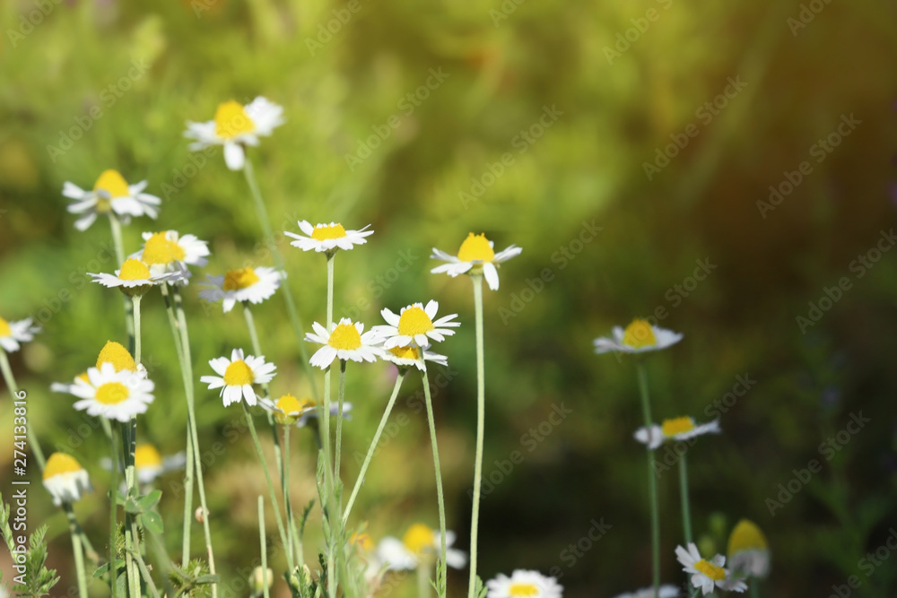 Beautiful wild flowers outdoors on sunny day, space for text. Amazing nature in summer