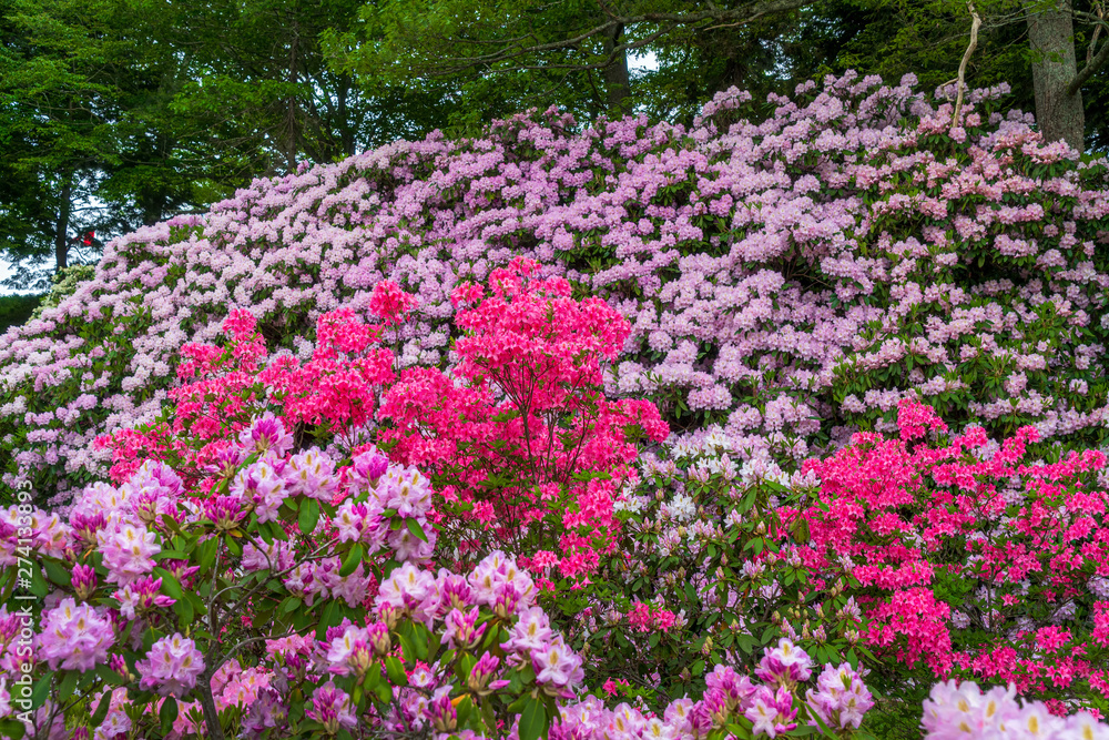 Azaleas and rhododendrons blooming in the garden.