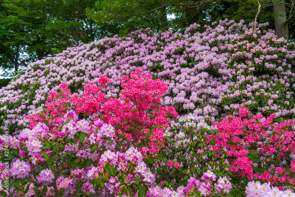 Azaleas and rhododendrons blooming in the garden. Azaleas and rhododendrons blooming in the garden.