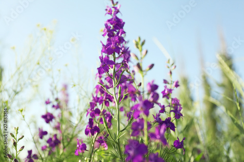 Beautiful wild flowers outdoors on sunny day. Amazing nature in summer