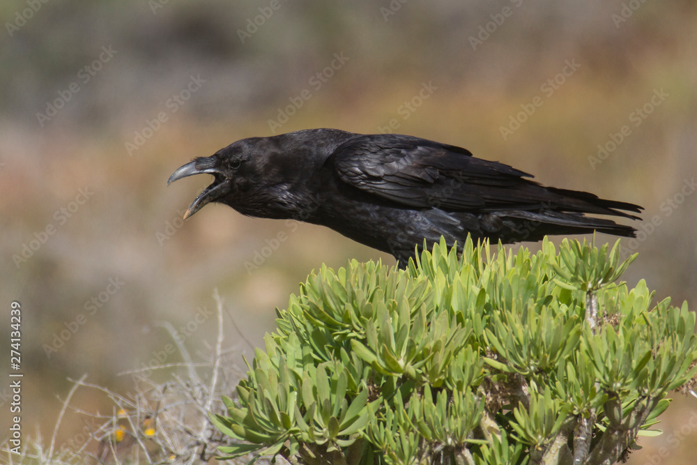 Kolkrabe, Corvus corax canariensis Kolkrabe, Corvus corax canariensis