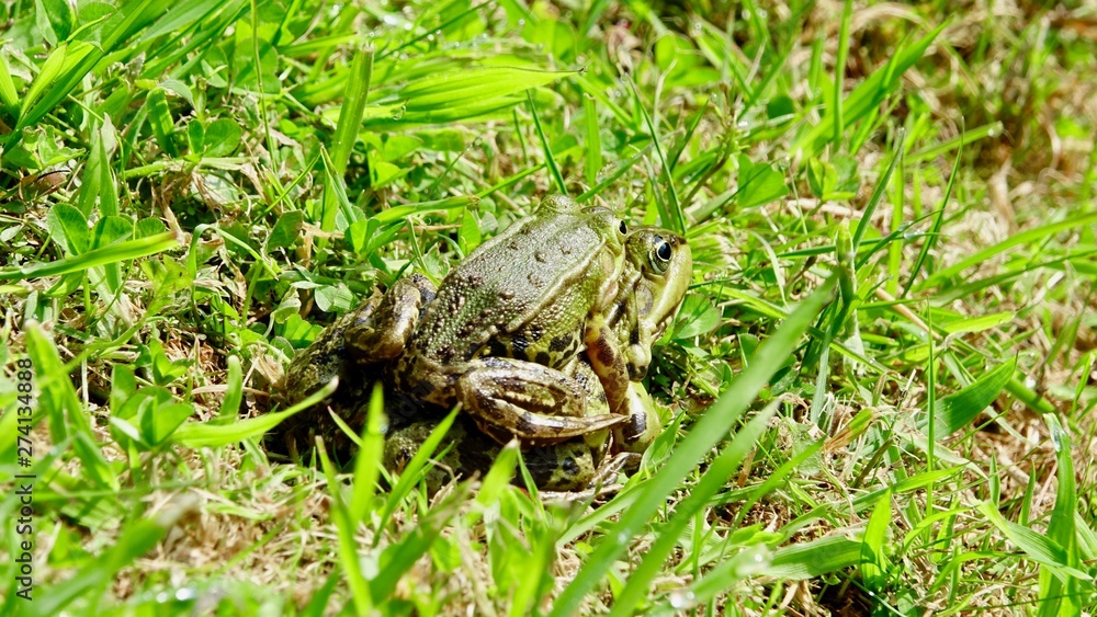 Fototapeta premium Frosch im Gras