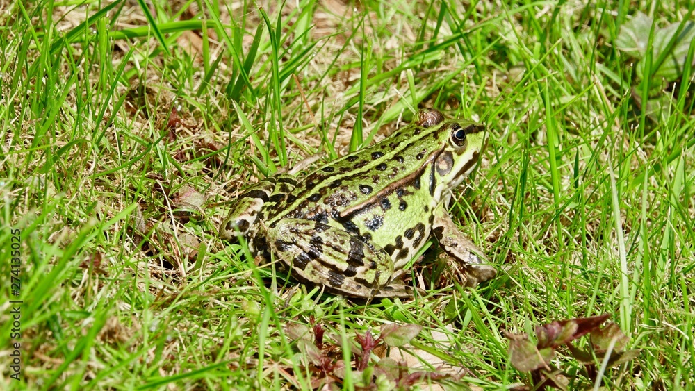 Frosch im Gras