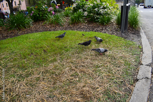 Pigeon Birds, Dirt and gravel pile, outdoors