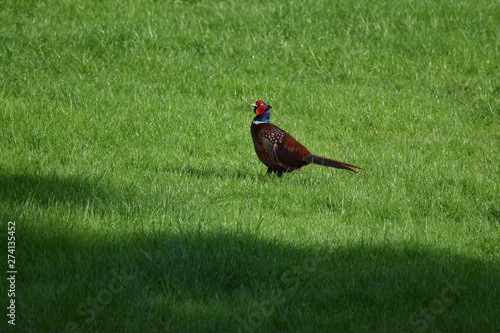 Wallpaper Mural pheasant in the grass Torontodigital.ca