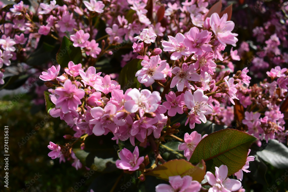 Flower in bloom in the springtime Flower in bloom in the springtime