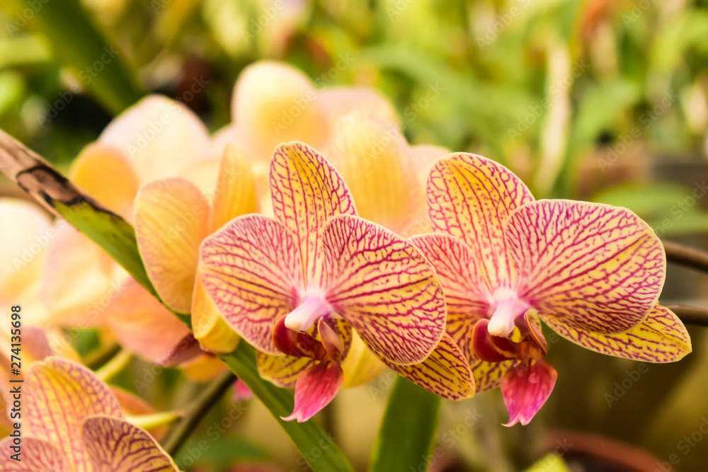 Flower in bloom in the springtime