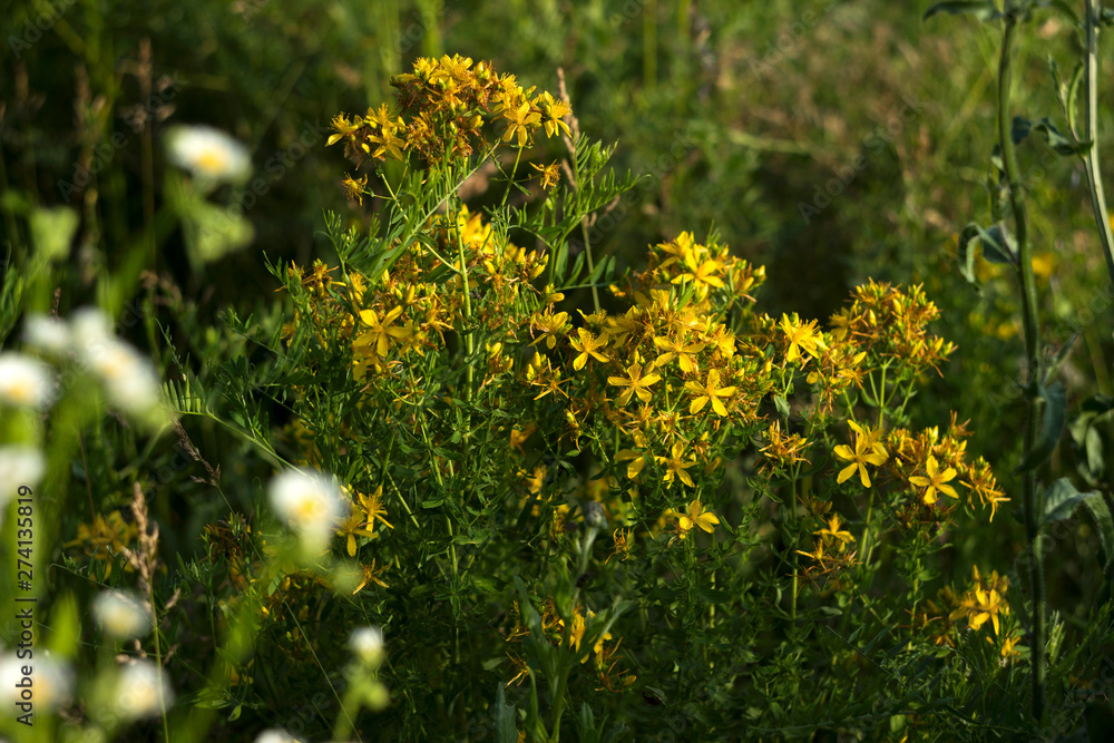 Medical St. John's Wort (Hypericum perforatum), useful plant blooms with yellow small flowers, background