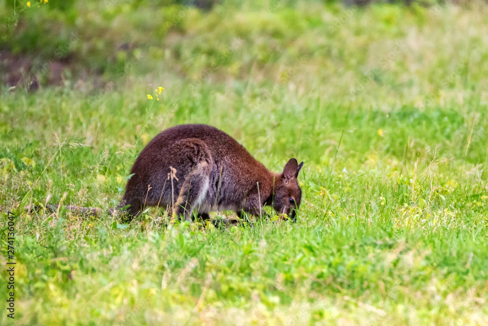 Bennett's tree-kangaroo or Dendrolagus bennettianus in captivity