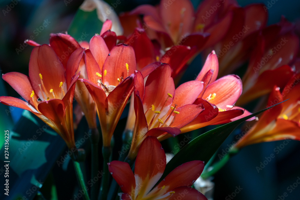 Obraz premium Bush Lily (Clivia miniata)