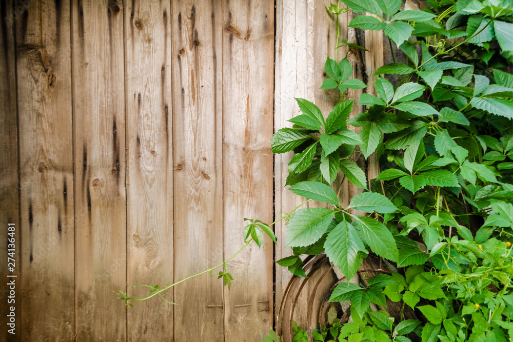 Wild grape branches with leaves on shabby natural wooden planks in summer. Foliage on vintage brown wall background with copy space. Texture of old boards surrounded by green vines in the garden Wild grape branches with leaves on shabby natural wooden planks in summer. Foliage on vintage brown wall background with copy space. Texture of old boards surrounded by green vines in the garden