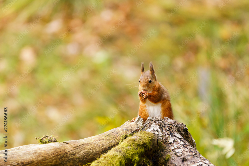 red squirrel (Sciurus vulgaris) in Scotland red squirrel (Sciurus vulgaris) in Scotland