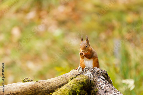 red squirrel (Sciurus vulgaris) in Scotland © Chris