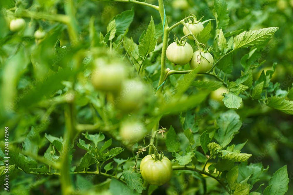 Red and green tomatoes on the greenhouse farm Red and green tomatoes on the greenhouse farm