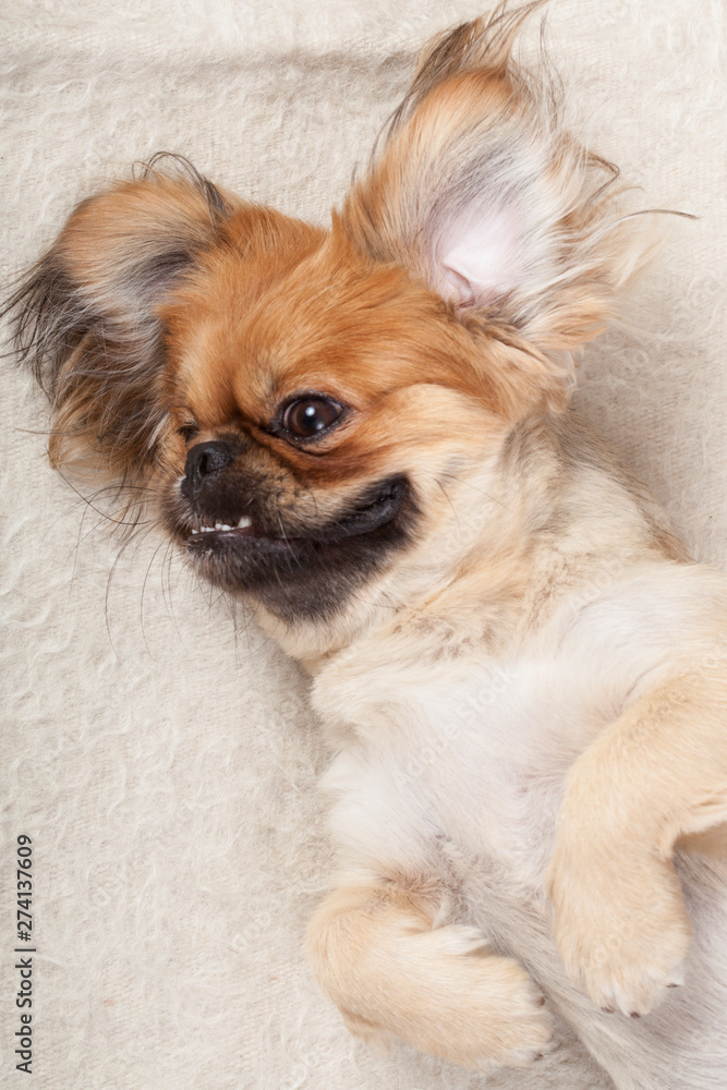 little dog sitting on sofa pet shop little dog sitting on sofa pet shop