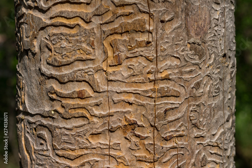 Old tree trunk without bark. Ants shaped paths on old trunk. Worm traces by wood worms. Abstract shapes. Selective focus.