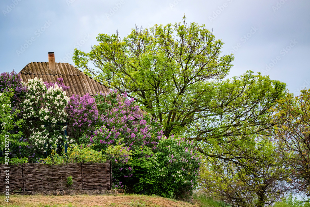 OldView of rural house with lush lilac blooming around it in countryside OldView of rural house with lush lilac blooming around it in countryside