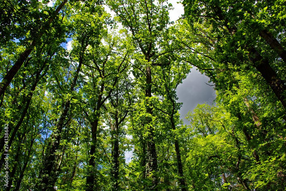 dense forest on a bright Sunny day dense forest on a bright Sunny day